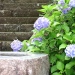 山門前の紫陽花も綺麗です